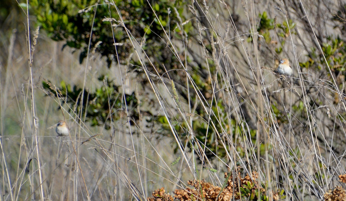 African Silverbill - ML412618911