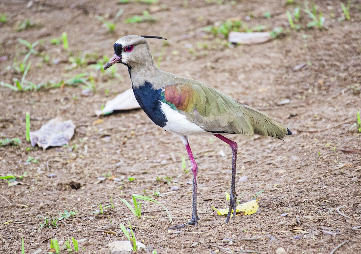 Southern Lapwing - ML412621821