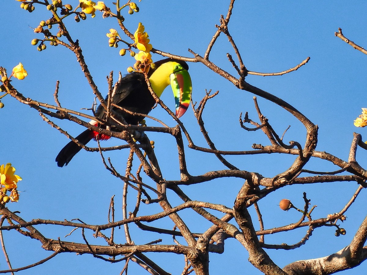 Keel-billed Toucan - ML412622221