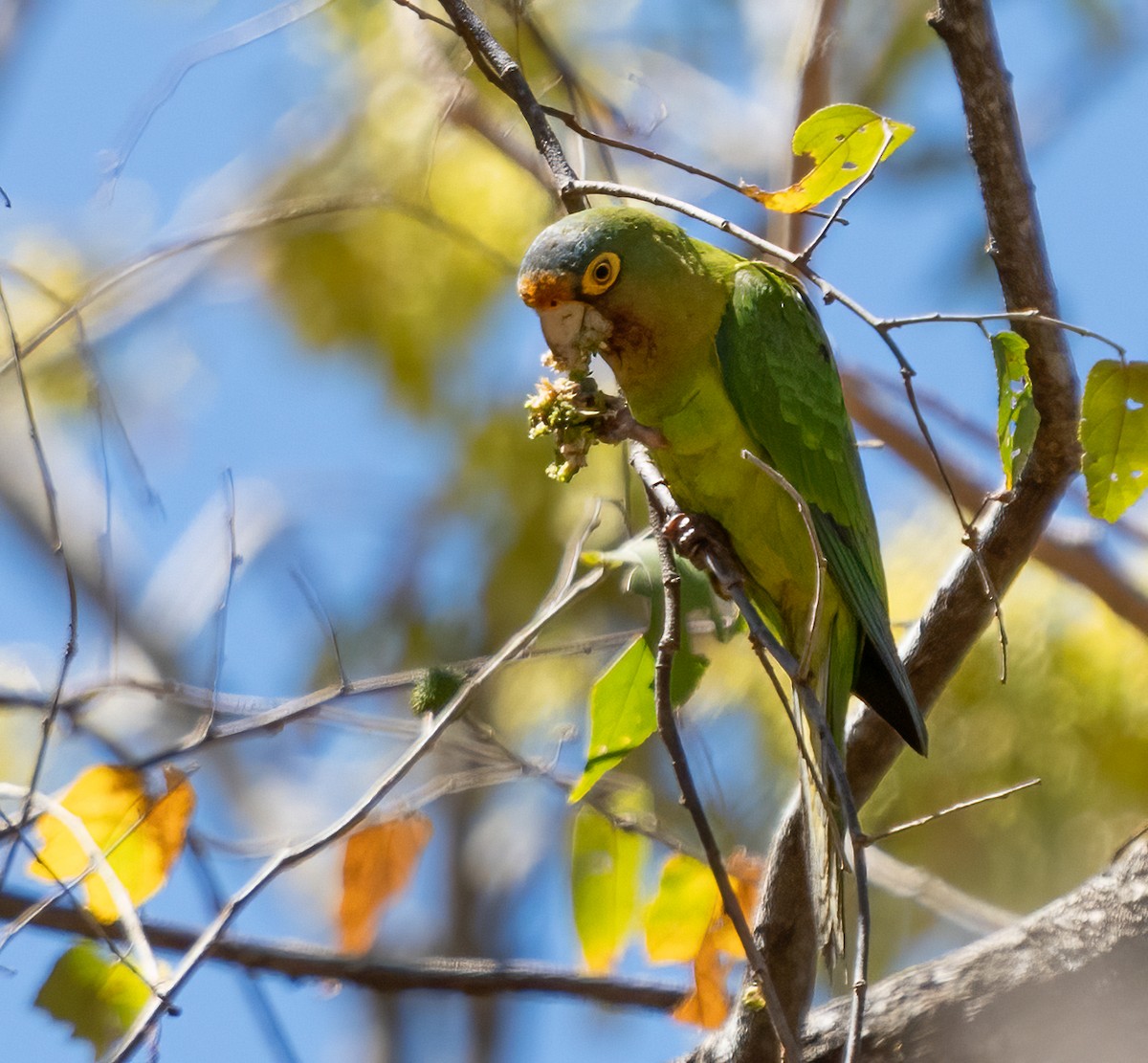 Orange-fronted Parakeet - ML412623591