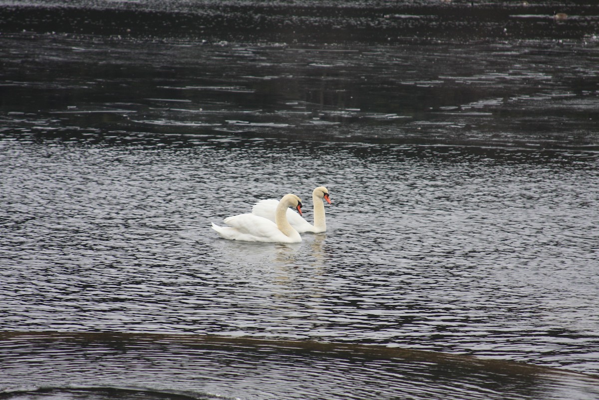 Mute Swan - ML412624111