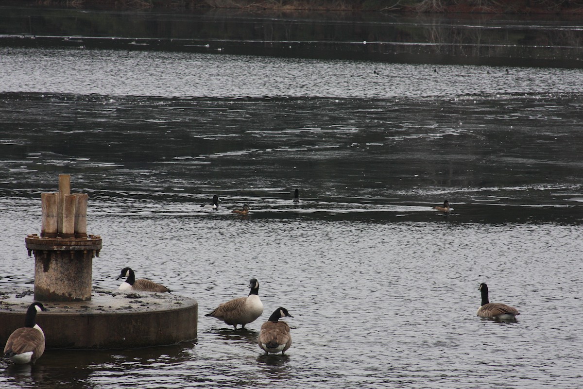 Ring-necked Duck - ML412624511