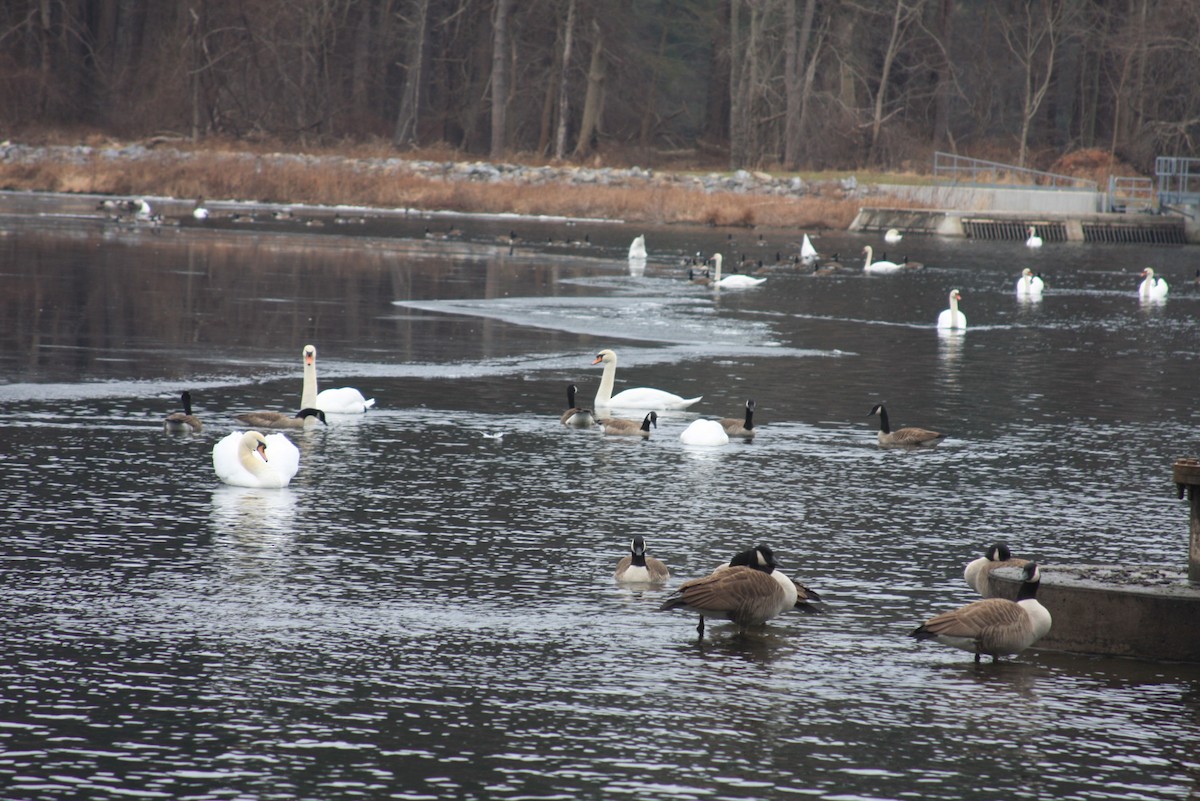 Mute Swan - ML412625051