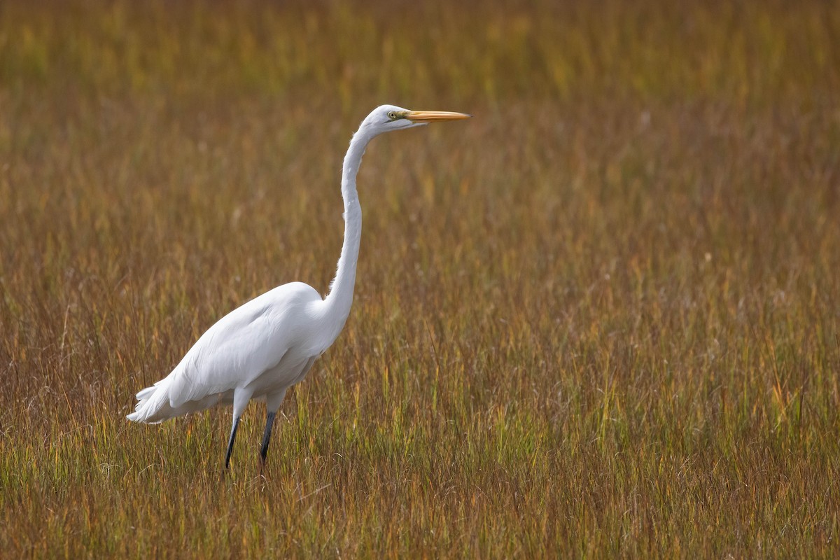 Great Egret - ML412625601