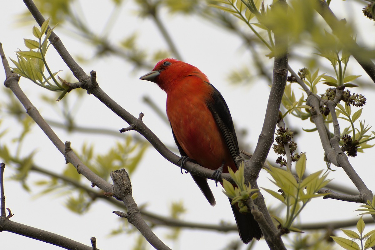 Scarlet Tanager - ML412625681