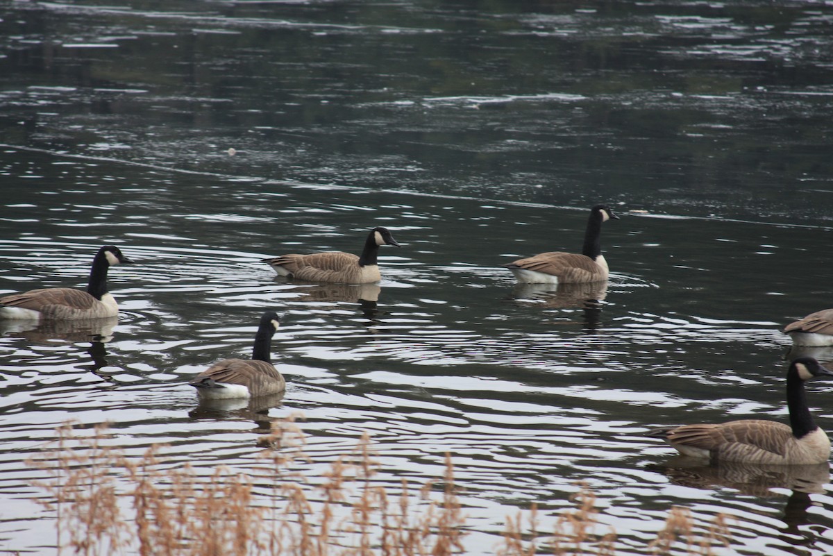 Canada Goose - ML412626201