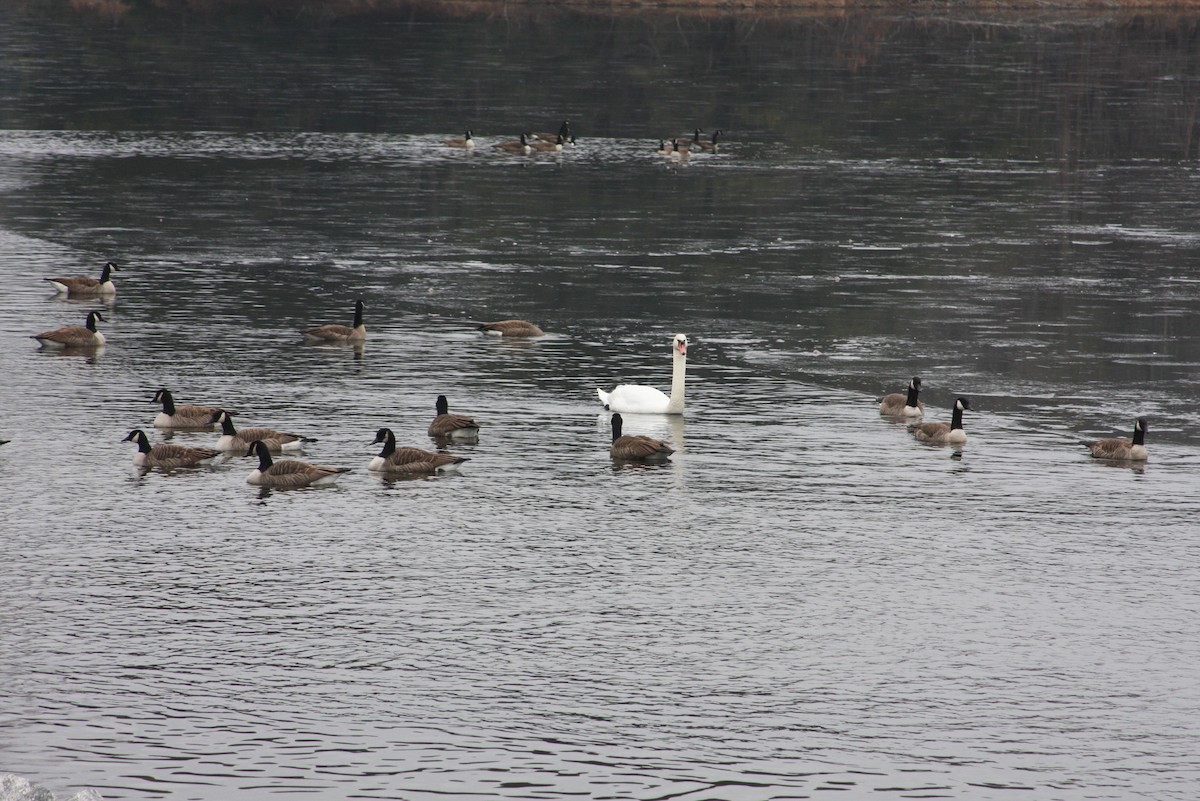 Canada Goose - ML412626771