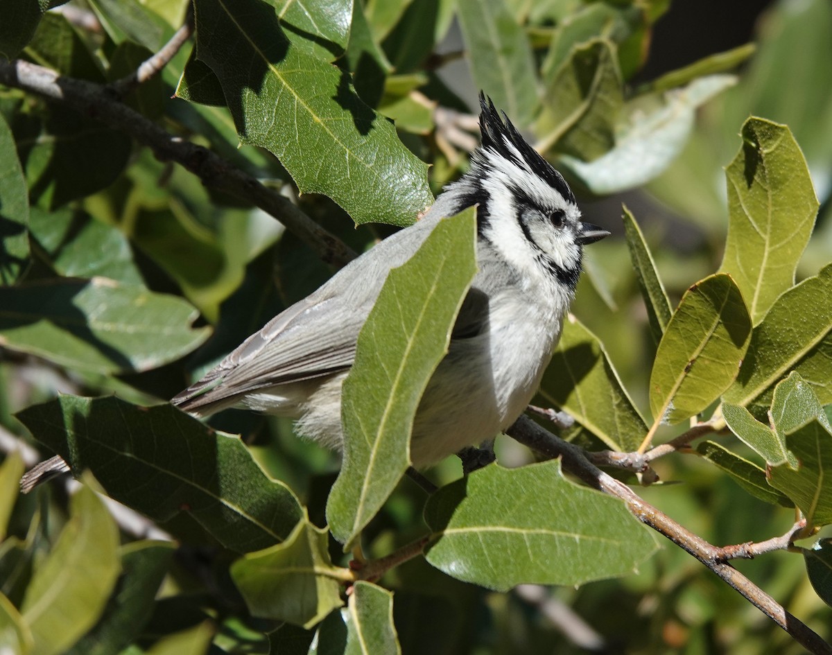 Bridled Titmouse - Cathy Beck