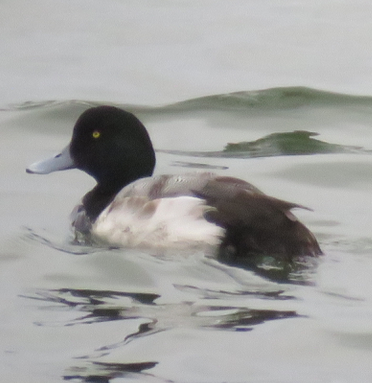 Greater Scaup - ML412628291