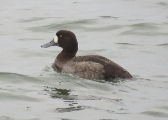 Greater Scaup - ML412628301