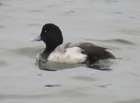 Greater Scaup - ML412628311