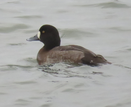 Greater Scaup - ML412628321