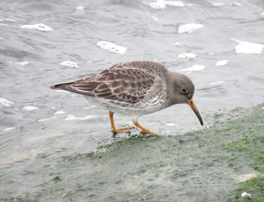 Purple Sandpiper - ML412628421