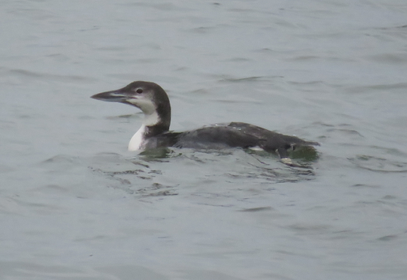 Common Loon - ML412629131