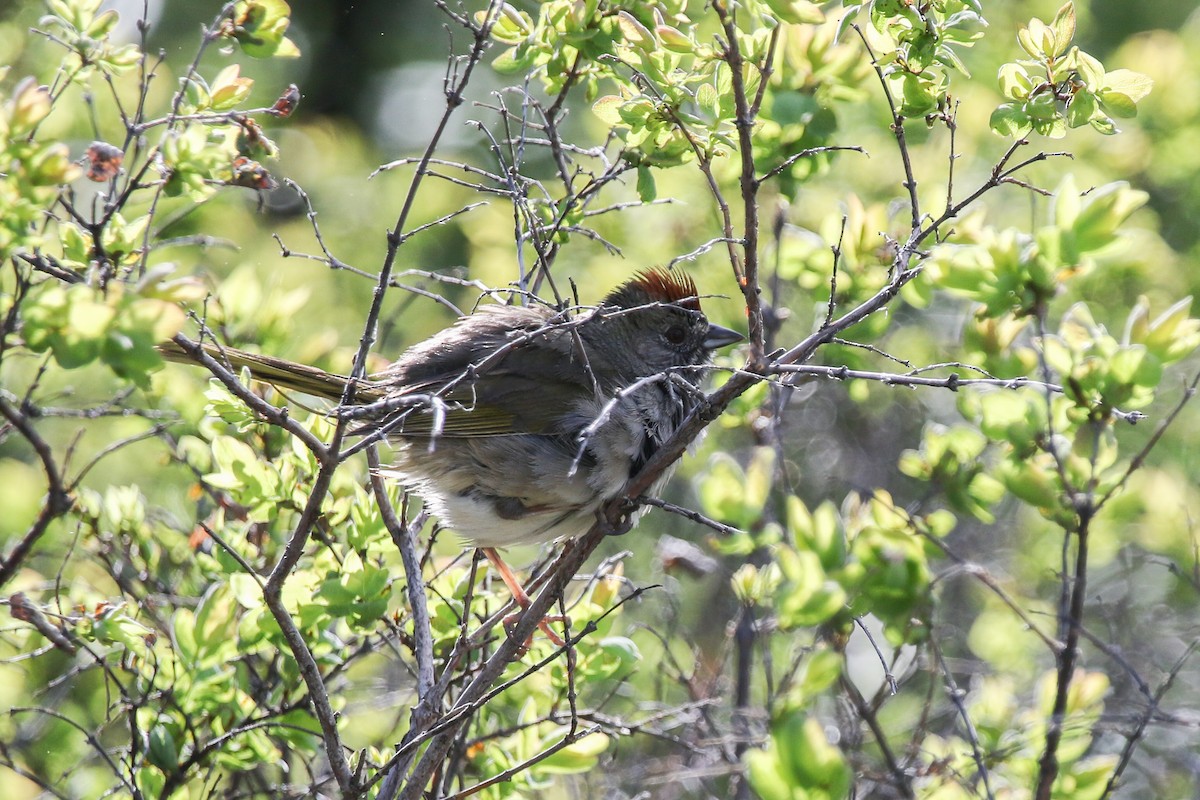 Green-tailed Towhee - ML412629901