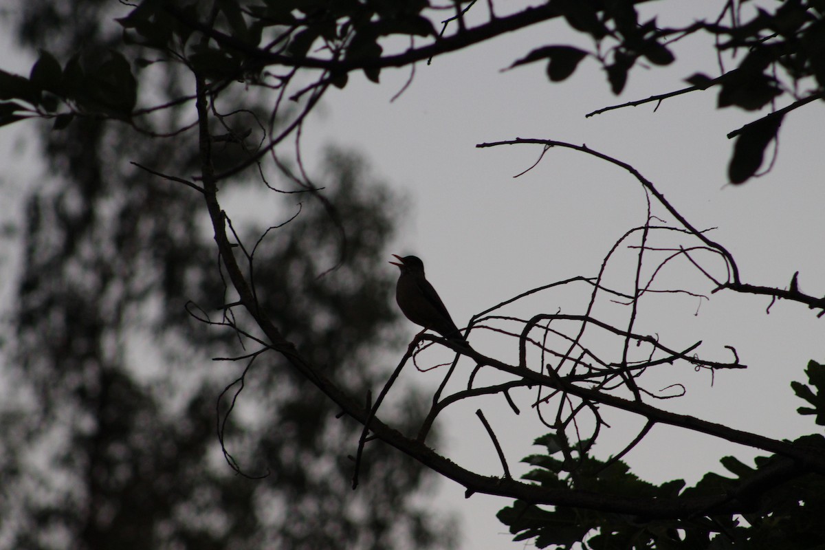 Austral Thrush - ML412631181