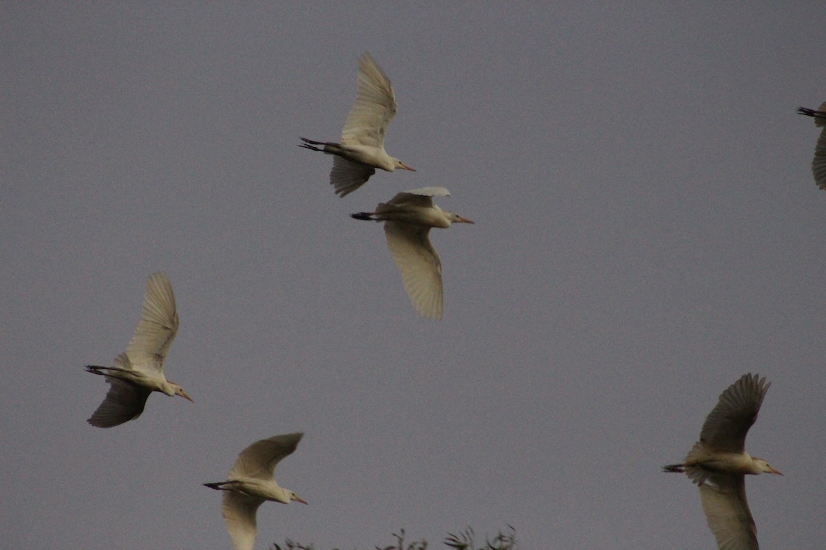 Snowy Egret - ML412631411