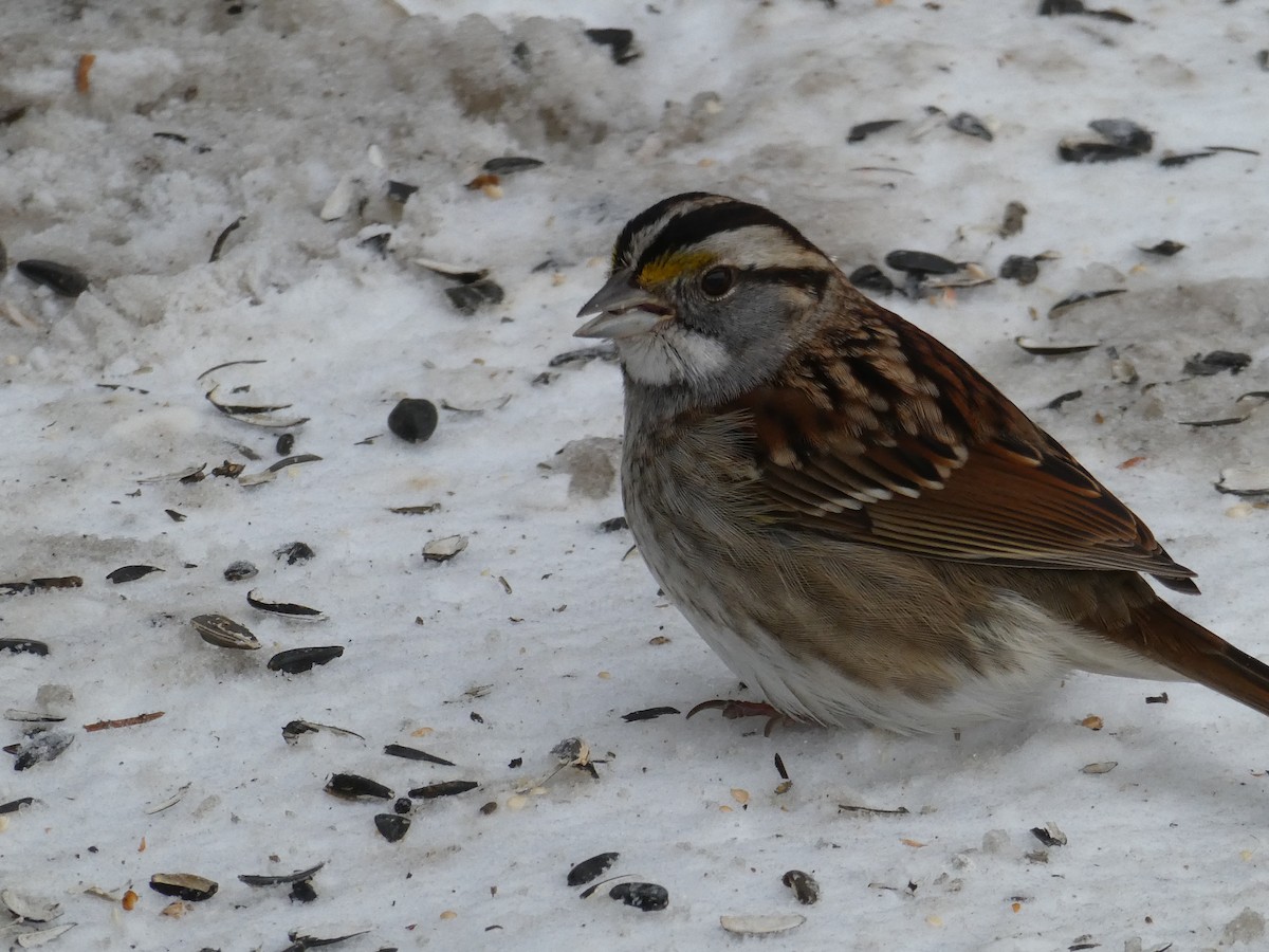 White-throated Sparrow - ML412632061