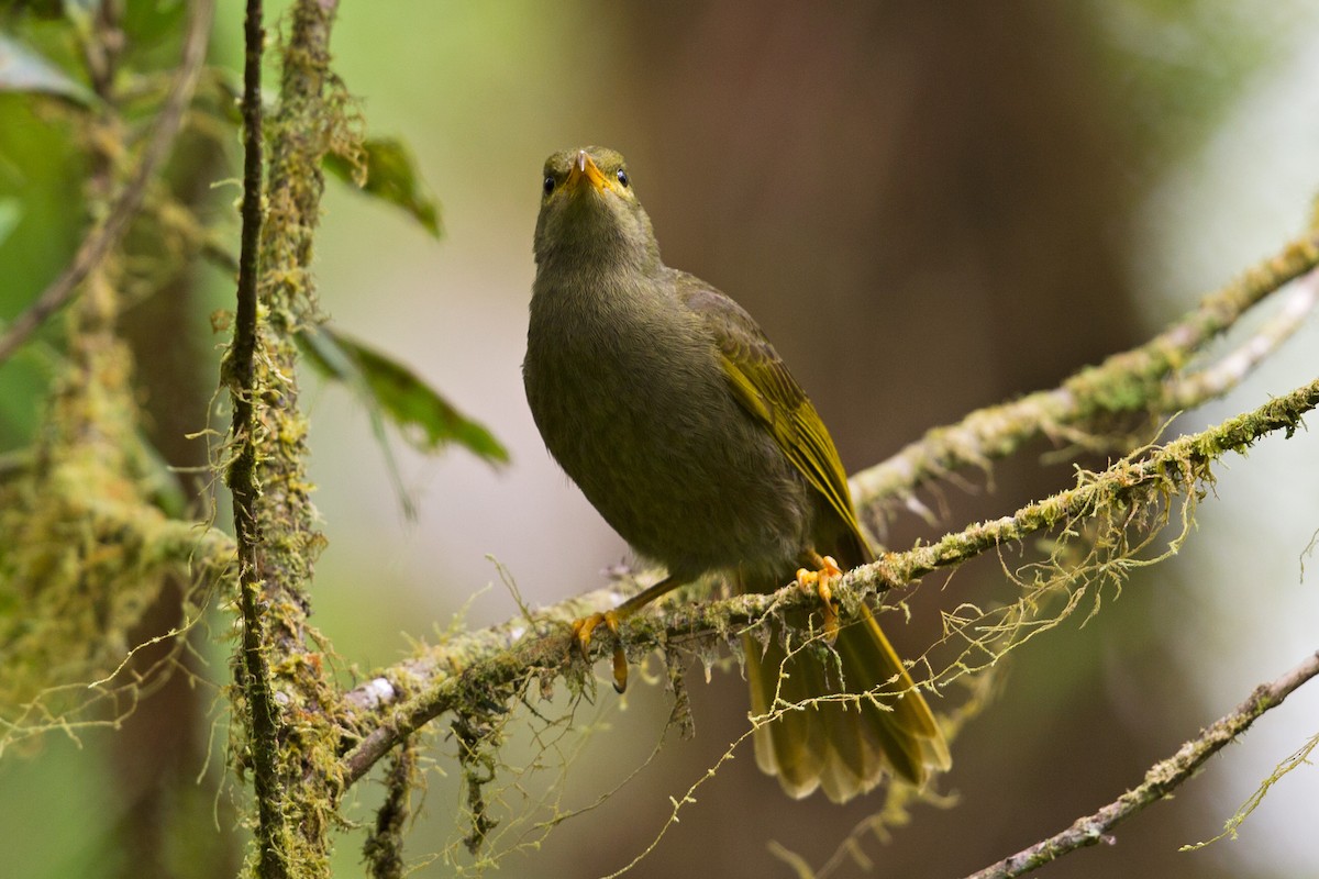 Chattering Giant-Honeyeater - ML412632121