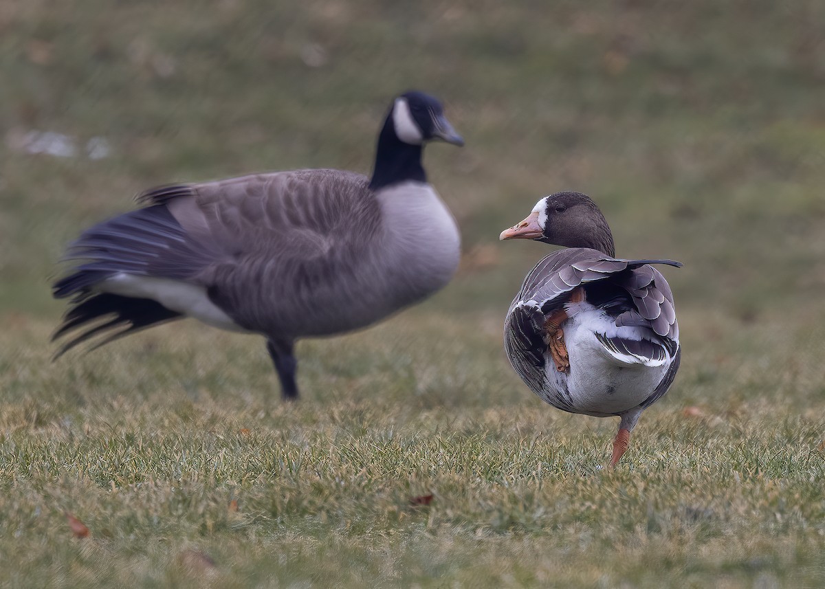 Greater White-fronted Goose - ML412632561