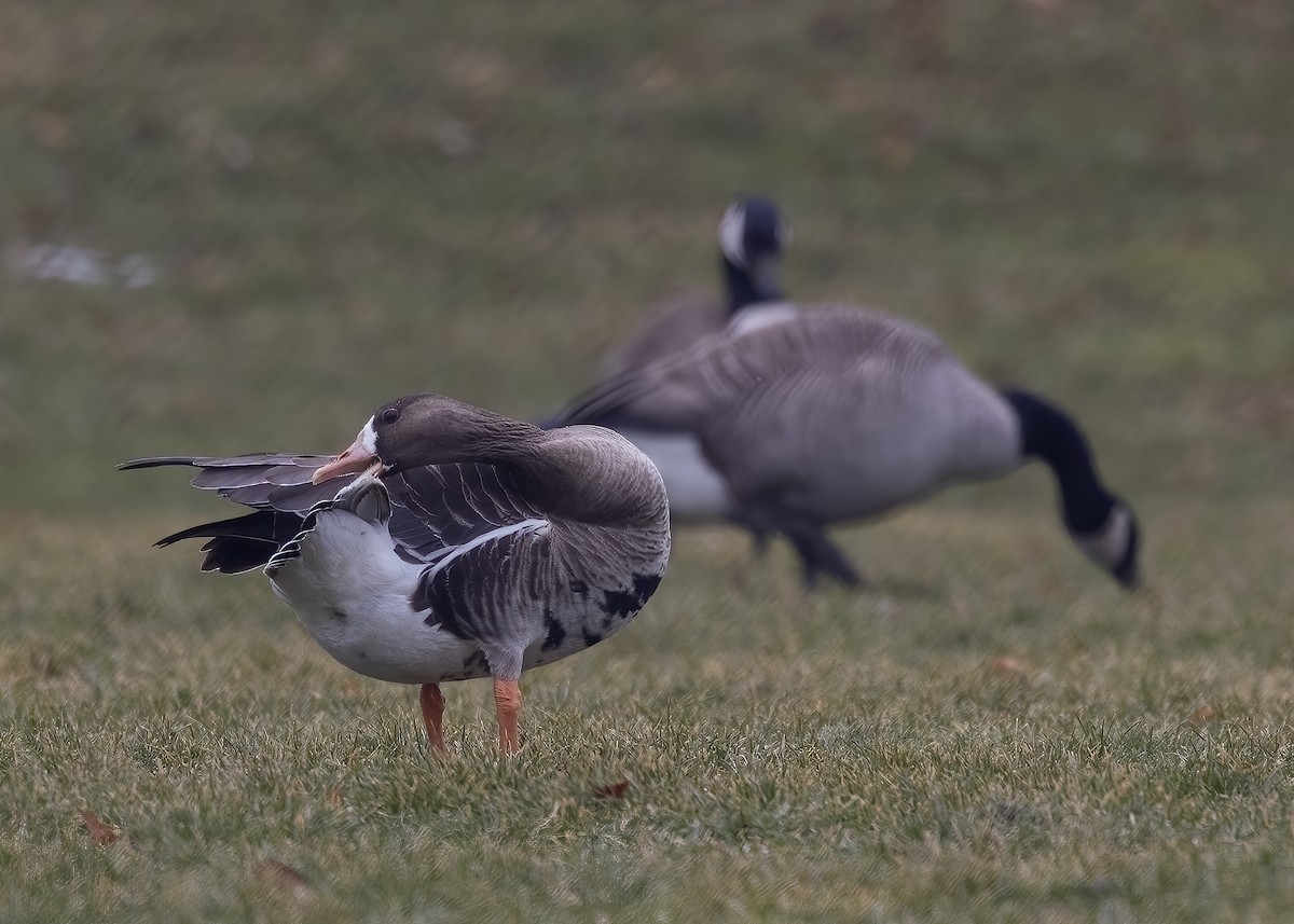 Greater White-fronted Goose - ML412632571