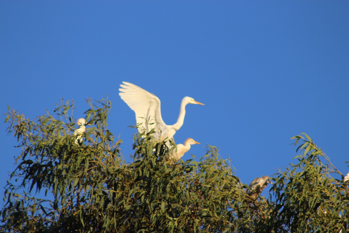 Great Egret - ML412632661