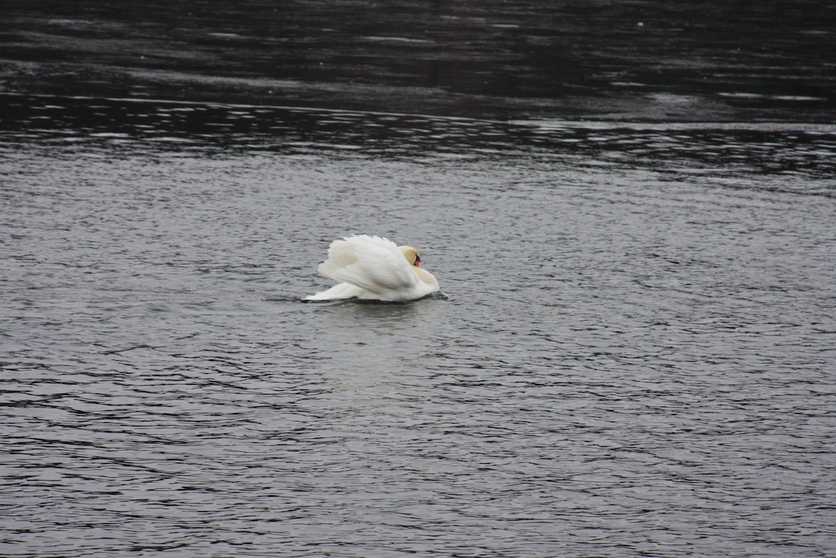 Mute Swan - ML412633311