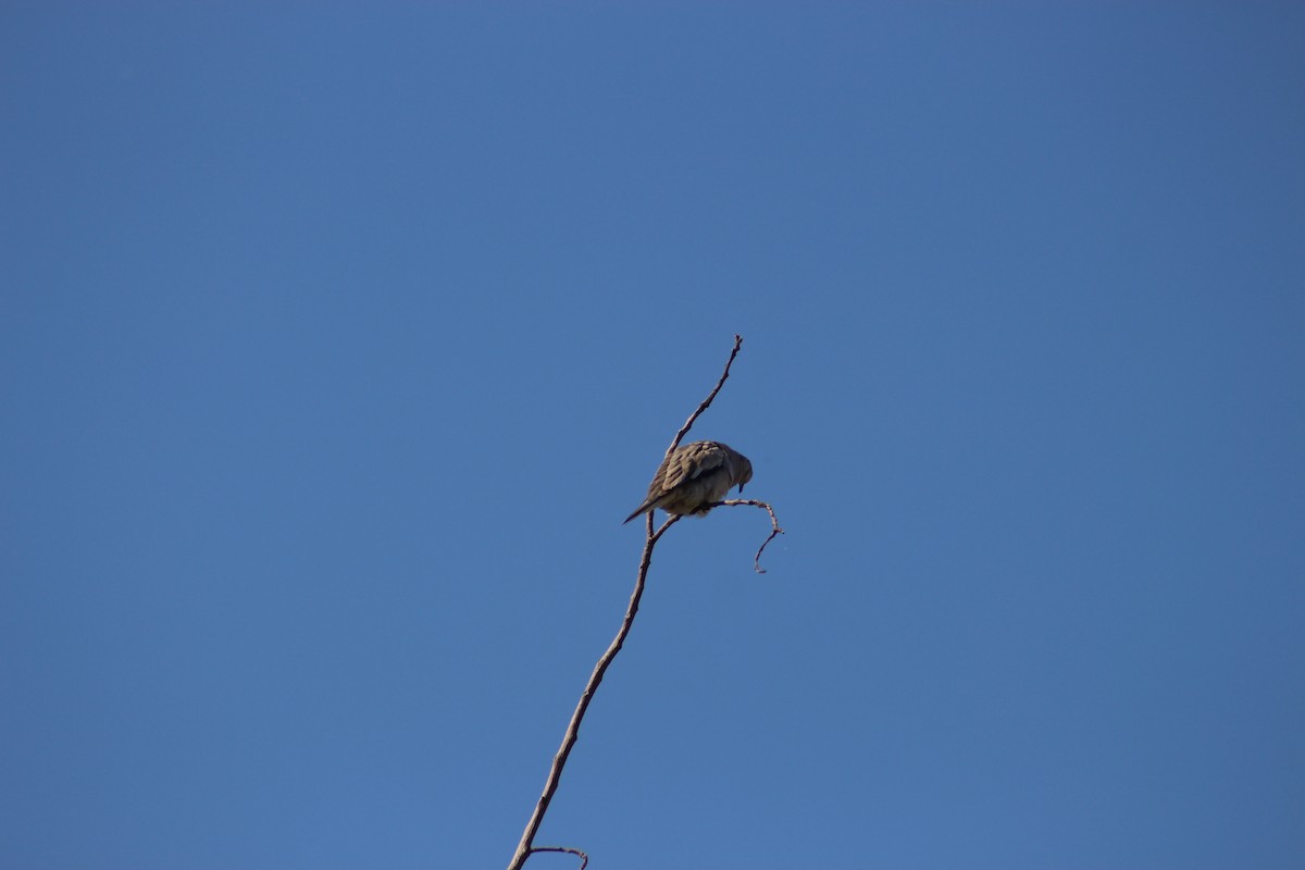 Picui Ground Dove - ML412634261