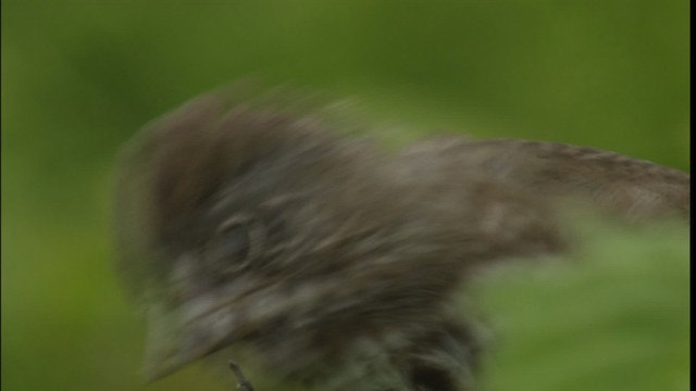 Fox Sparrow - ML412637