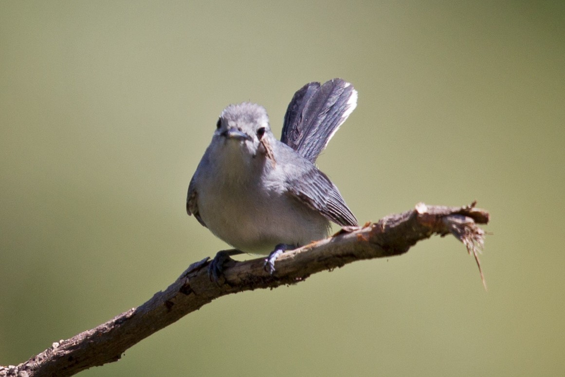 Slaty Monarch - ML412637521