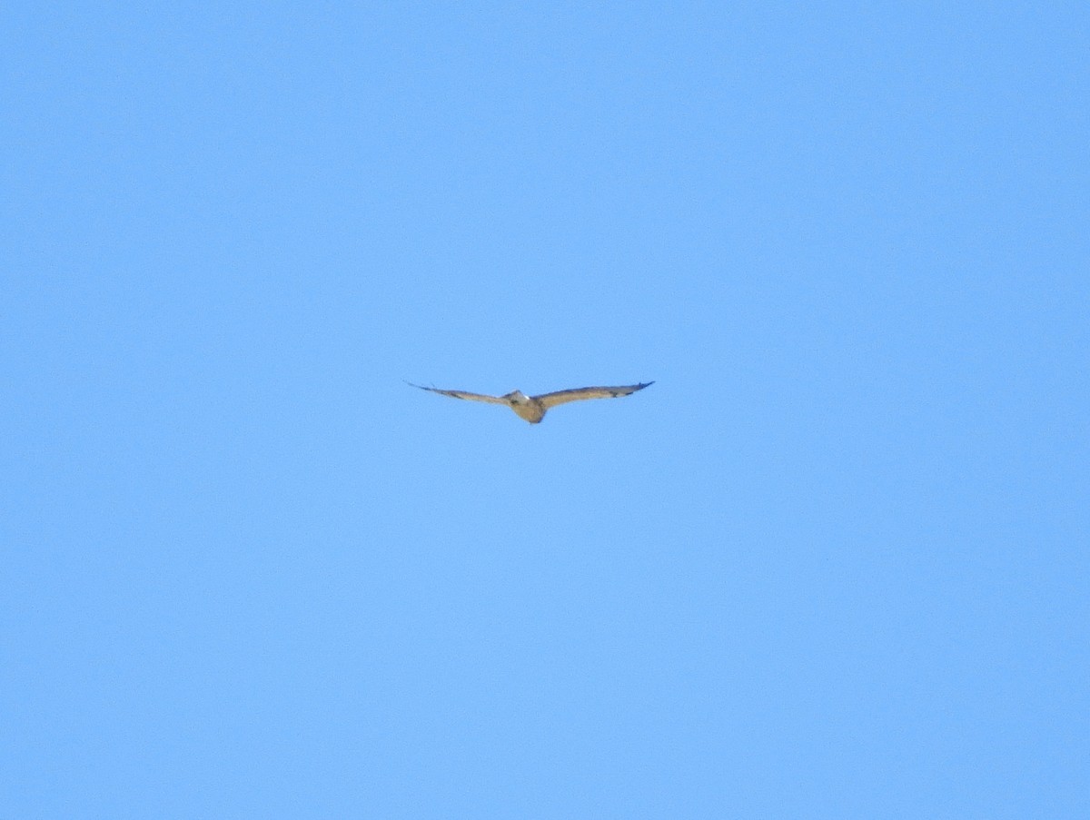 Swainson's Hawk - ML412637651