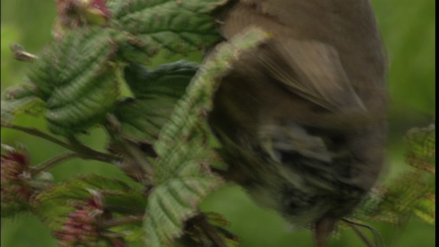 Fox Sparrow - ML412638