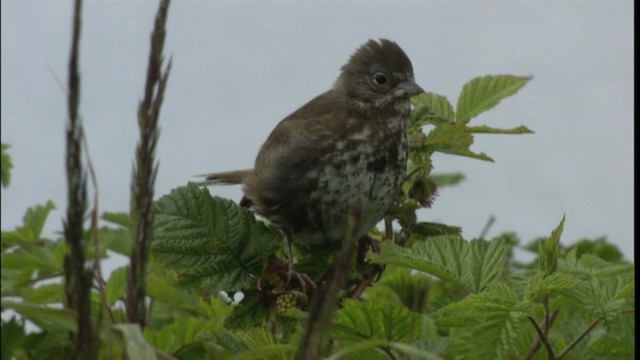 Fox Sparrow - ML412639