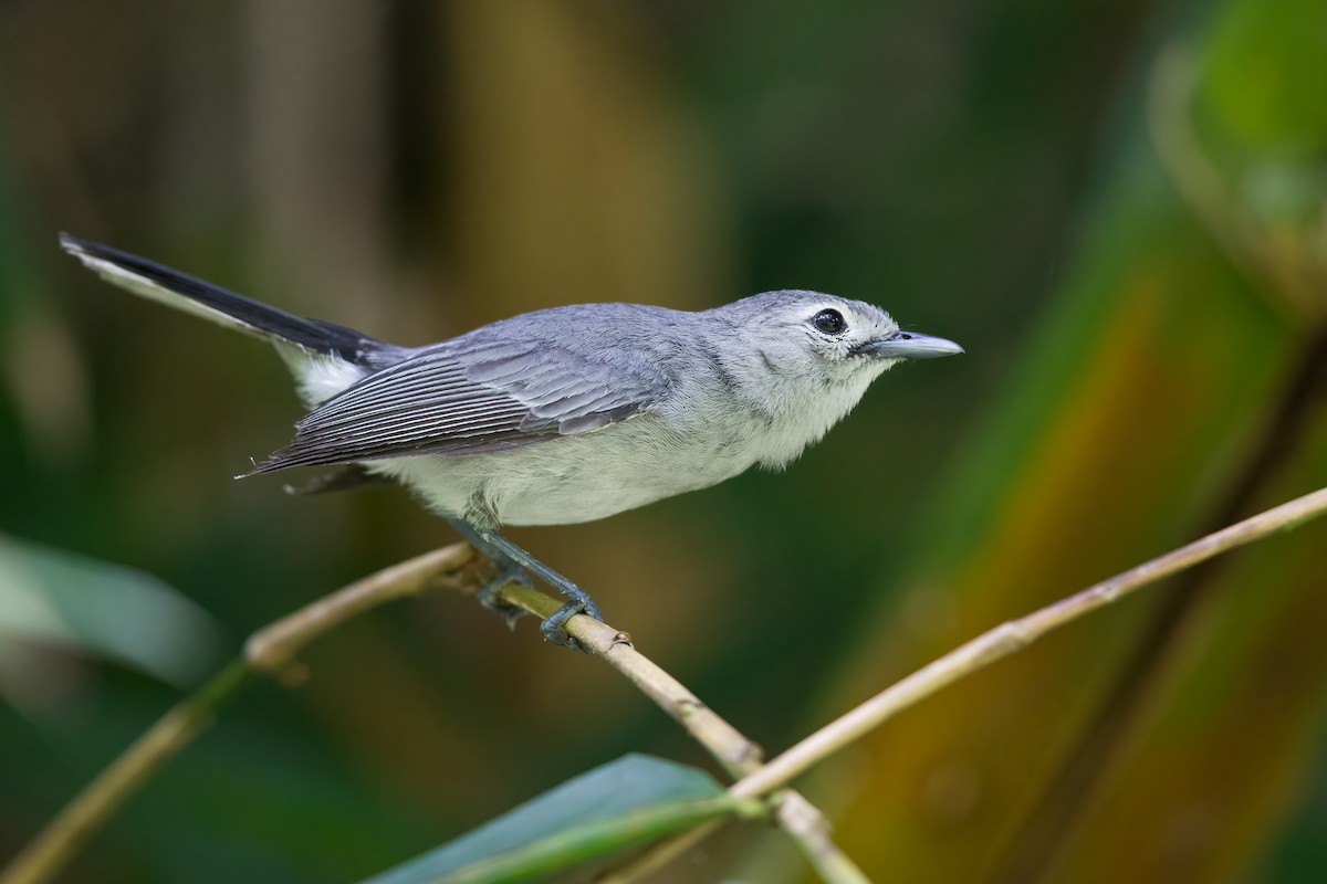 Slaty Monarch - ML412639981