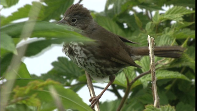 Fox Sparrow - ML412641