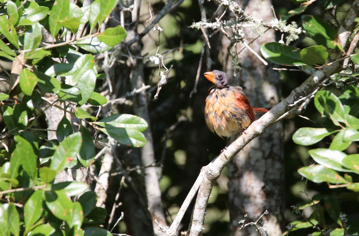 Northern Cardinal - William Kidwell