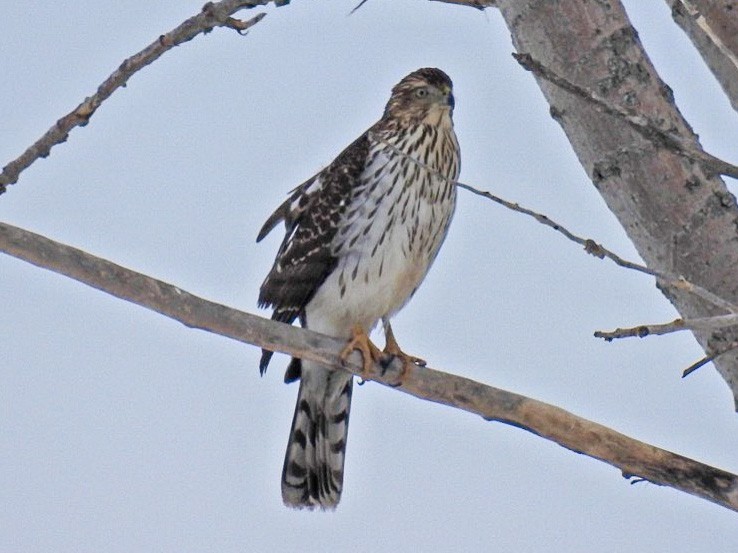 Cooper's Hawk - Greg Balcom