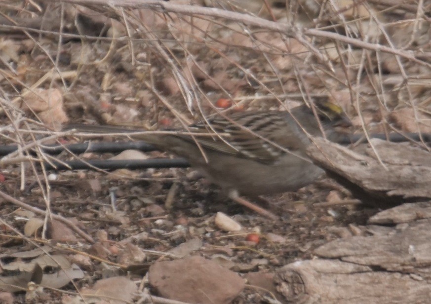 Golden-crowned Sparrow - ML412643931