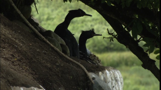 Pelagic Cormorant - ML412644