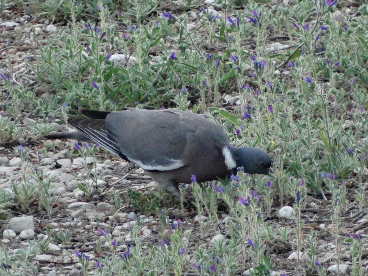 Ойн тагтаа - ML412644261