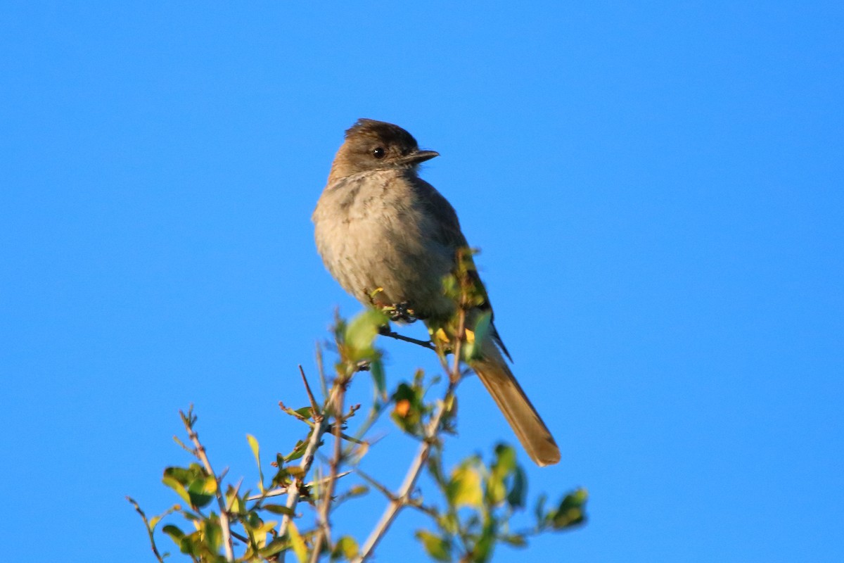 Crowned Slaty Flycatcher - ML412644901