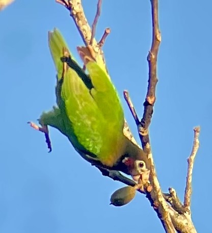 Brown-hooded Parrot - Michelle Hayes