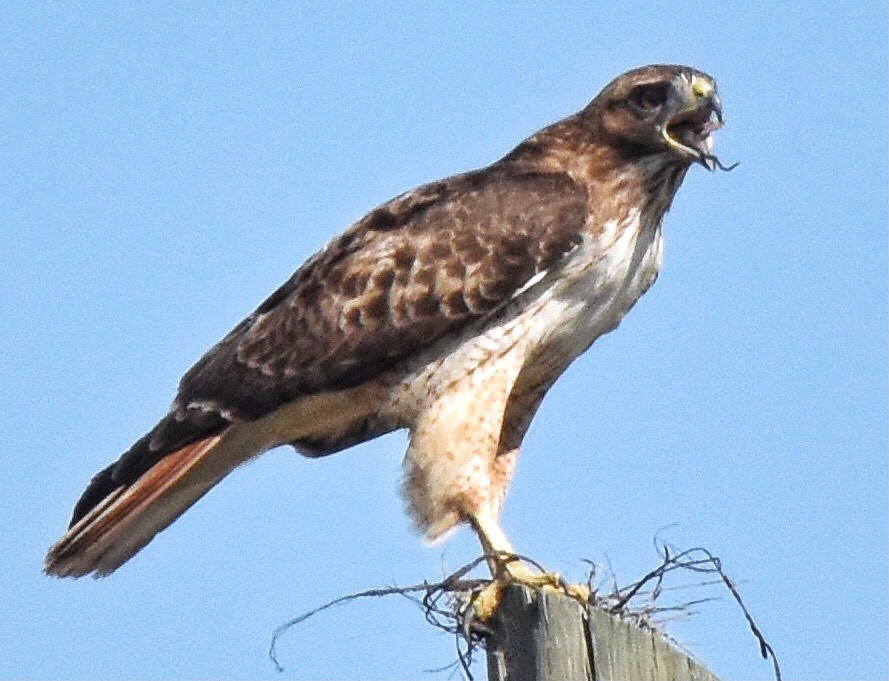 Red-tailed Hawk - ML412649491