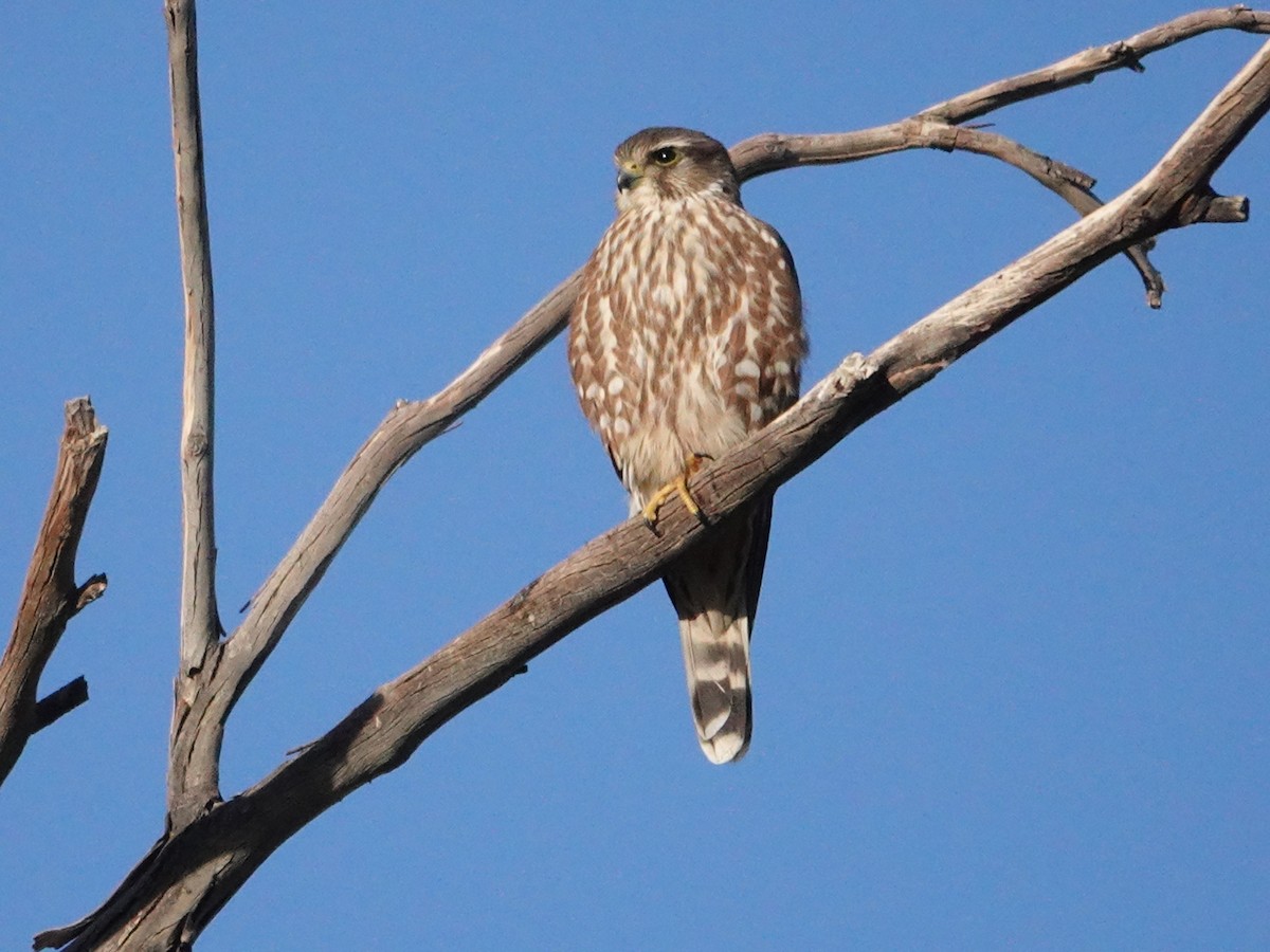 Cooper's Hawk - ML412649601