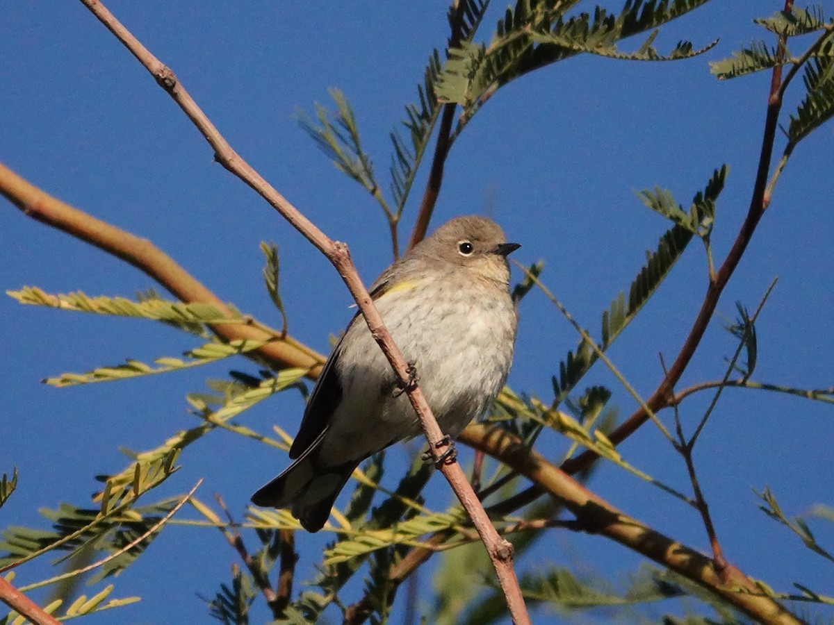 Yellow-rumped Warbler (Audubon's) - ML412649771