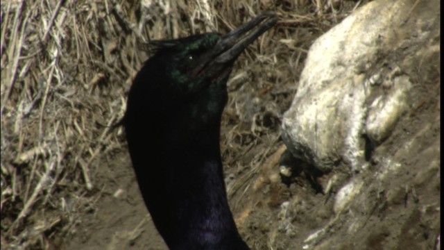 Pelagic Cormorant - ML412650