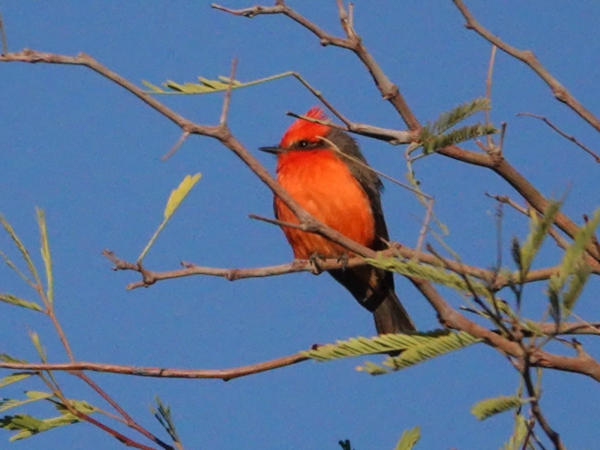 Vermilion Flycatcher - ML412650681