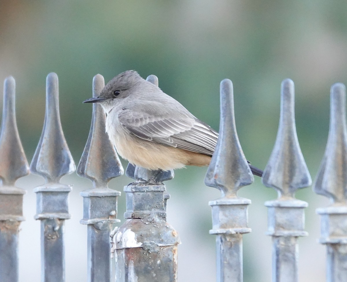 Say's Phoebe - ML412652541