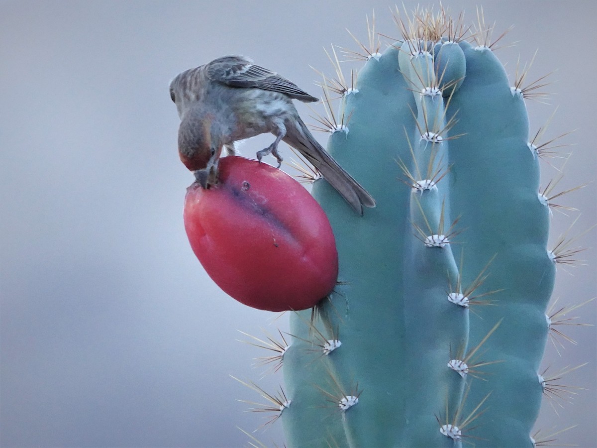 House Finch - ML412653011