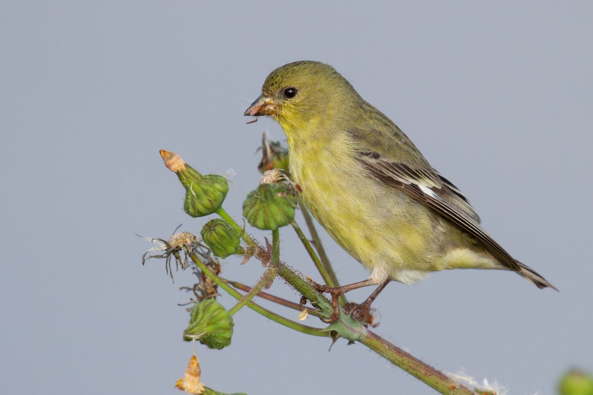 Lesser Goldfinch - Sasha Cahill